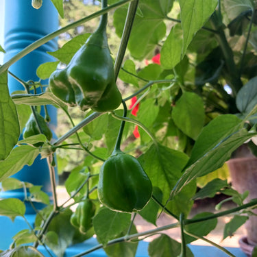 Mad Hatter Pepper Seeds - The Pepper Pantry (Formerly Marie Sharp's)